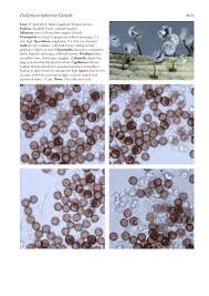 Attēlu rezultāti vaicājumam “Didymium bahiense macro”