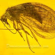 Attēlu rezultāti vaicājumam “Hemerobiidae”