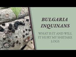 Attēlu rezultāti vaicājumam “Bulgaria inquinans”