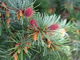Attēlu rezultāti vaicājumam “Pseudotsuga menziesii fruit”