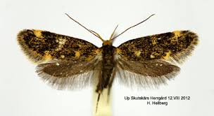 Attēlu rezultāti vaicājumam “Denisia similella”