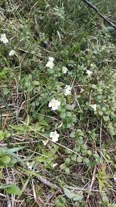 Attēlu rezultāti vaicājumam “Pinguicula alpina”