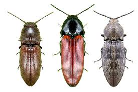 Attēlu rezultāti vaicājumam “Cidnopus aeruginosus”