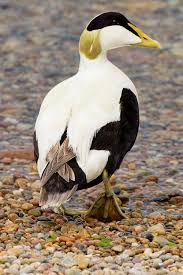 Attēlu rezultāti vaicājumam “Somateria mollissima”