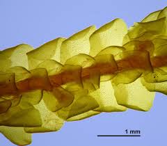 Attēlu rezultāti vaicājumam “Porella cordaeana”