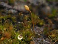 Attēlu rezultāti vaicājumam “Dicranella cerviculata”