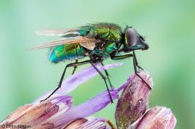 Attēlu rezultāti vaicājumam “Muscidae”