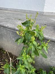 Attēlu rezultāti vaicājumam “Mercurialis perennis fruit”