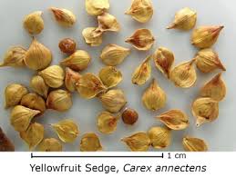 Attēlu rezultāti vaicājumam “Carex pseudocyperus fruit”