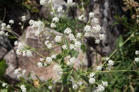 Attēlu rezultāti vaicājumam “Lepidium latifolium”