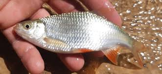 Image result for Blicca bjoerkna