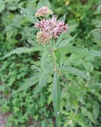 Image result for Eupatorium cannabinum