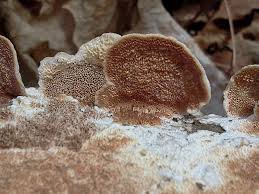 Attēlu rezultāti vaicājumam “Irpex lacteus”