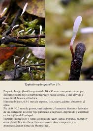 Attēlu rezultāti vaicājumam “Typhula erythropus”