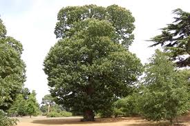 Attēlu rezultāti vaicājumam “Castanea sativa  leaf”
