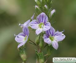 Attēlu rezultāti vaicājumam “Veronica anagallis-aquatica leaf”