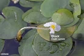 Attēlu rezultāti vaicājumam “Hydrocharitaceae”