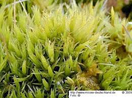 Attēlu rezultāti vaicājumam “Dicranum bergeri”