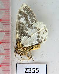 Attēlu rezultāti vaicājumam “Arctiidae”