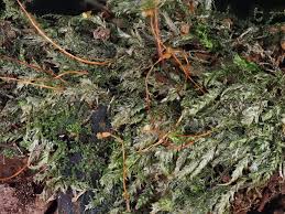 Attēlu rezultāti vaicājumam “Pseudotaxiphyllum elegans macro”