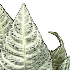 Attēlu rezultāti vaicājumam “Weissia squarrosa”