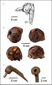 Attēlu rezultāti vaicājumam “Populus x lettland”