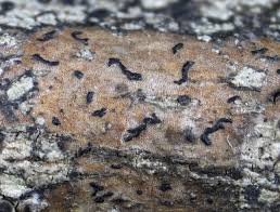 Attēlu rezultāti vaicājumam “Arthonia spadicea”