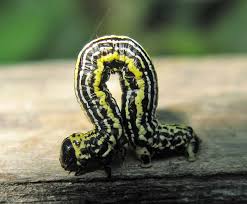 Attēlu rezultāti vaicājumam “Abraxas sylvata imago”