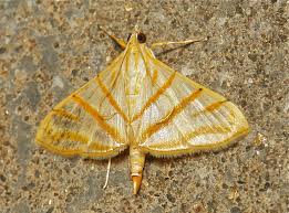 Attēlu rezultāti vaicājumam “Crambidae”