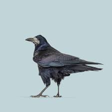 Attēlu rezultāti vaicājumam “Corvus frugilegus adult”