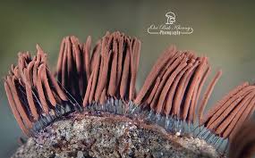 Attēlu rezultāti vaicājumam “Craterium sp.”