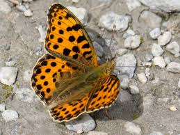 Attēlu rezultāti vaicājumam “Issoria lathonia upperside”