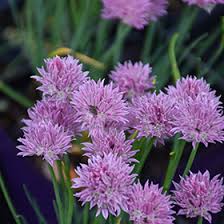 Image result for Allium schoenoprasum