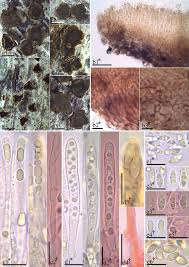 Attēlu rezultāti vaicājumam “Heyderia pusilla”