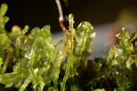 Attēlu rezultāti vaicājumam “Calypogeia muelleriana”