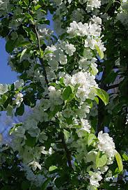 Attēlu rezultāti vaicājumam “Malus mandshurica”