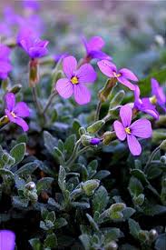 Image result for Aubrieta hybrida (cultorum)