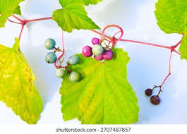 Attēlu rezultāti vaicājumam “Vitaceae”