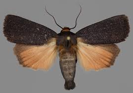 Attēlu rezultāti vaicājumam “Amphipyra livida”