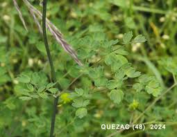 Attēlu rezultāti vaicājumam “Thalictrum minus leaf”