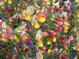 Image result for Cytisus scoparius