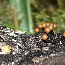 Attēlu rezultāti vaicājumam “Trichia ambigua macro”