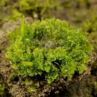 Attēlu rezultāti vaicājumam “Anthocerotopsida”