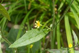 Attēlu rezultāti vaicājumam “Lapsana communis flower”
