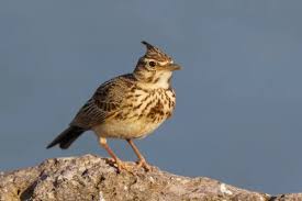 Attēlu rezultāti vaicājumam “Galerida cristata”