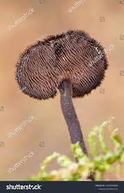 Attēlu rezultāti vaicājumam “Auriscalpium vulgare”