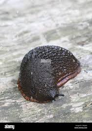 Attēlu rezultāti vaicājumam “Arion lusitanicus”