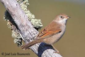 Attēlu rezultāti vaicājumam “Sylvia communis adult”