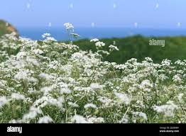 Attēlu rezultāti vaicājumam “Libanotis montana flower”