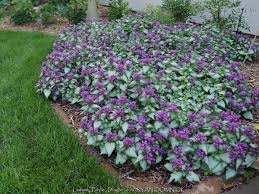 Attēlu rezultāti vaicājumam “Lamium”